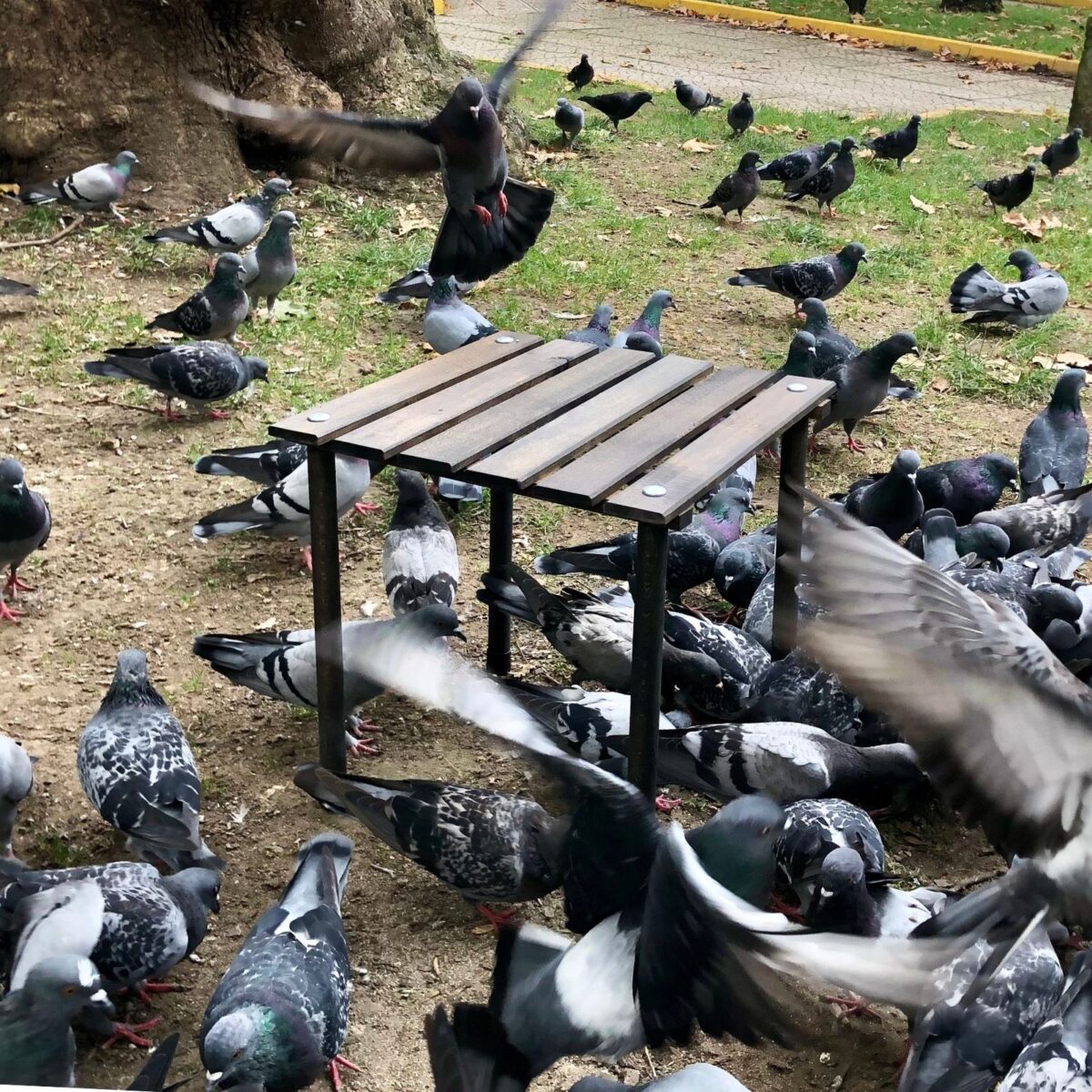 Bag The Joy 40x40x40 cm Ahşap Katlanır Rulo Kamp Masası | Piknik, Bahçe ve Balkon | Çantalı - Antrasit - Görsel 7