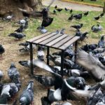 Bag The Joy 40x40x40 cm Ahşap Katlanır Rulo Kamp Masası | Piknik, Bahçe ve Balkon | Çantalı - Antrasit - Görsel 7